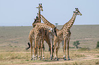 stehende Giraffen