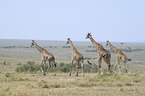 rennende Giraffen