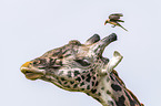 Giraffe mit Rotschnabel-Madenhacker