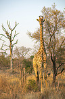 stehende Giraffe