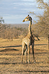 stehende Giraffe