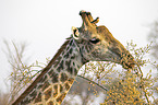 Giraffe mit Rotschnabel-Madenhacker