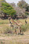 stehende S�d-Giraffe