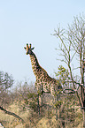 stehende S�d-Giraffe