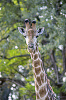 S�d-Giraffe Portrait