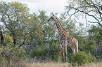stehende S�d-Giraffe