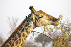 S�d-Giraffe Portrait