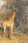 stehende Sd-Giraffe