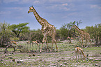 Giraffe
