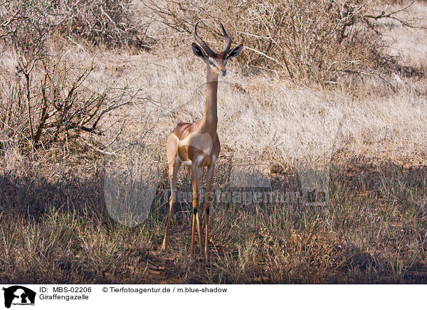 Giraffengazelle / Waller's Gazelle / MBS-02206
