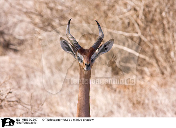 Giraffengazelle / Waller's Gazelle / MBS-02207