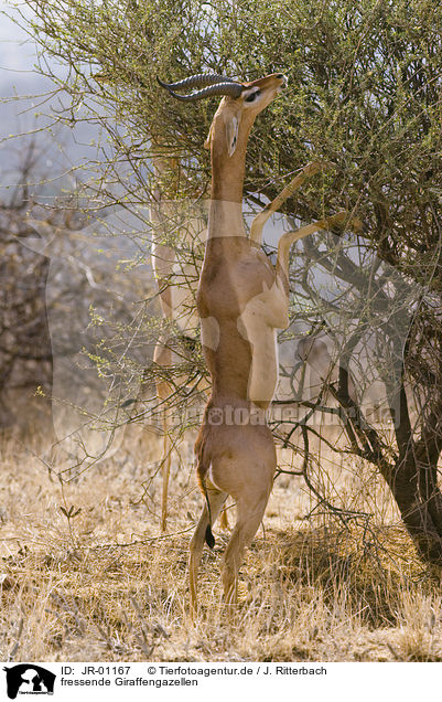 fressende Giraffengazellen / JR-01167