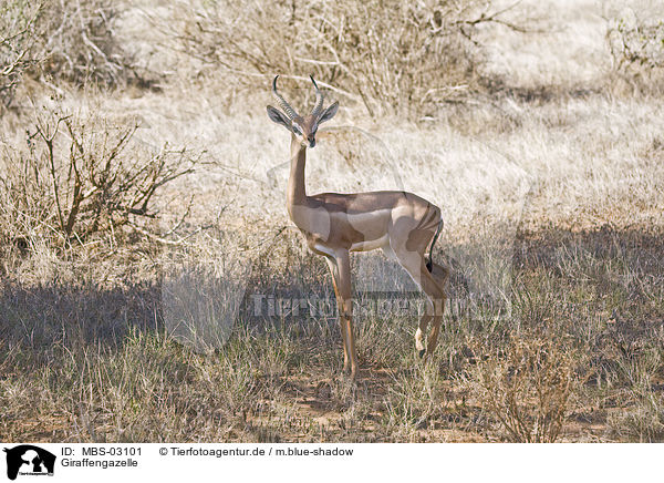 Giraffengazelle / Gerenuk / MBS-03101