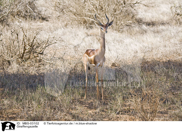 Giraffengazelle / Gerenuk / MBS-03102