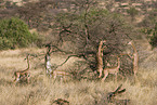 fressende Giraffengazellen