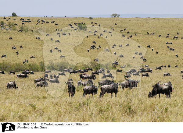 Wanderung der Gnus / wildebeest herd on migration / JR-01558