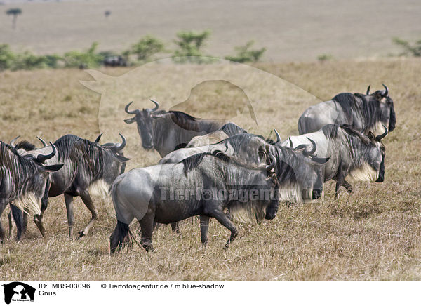 Gnus / wildebeests / MBS-03096