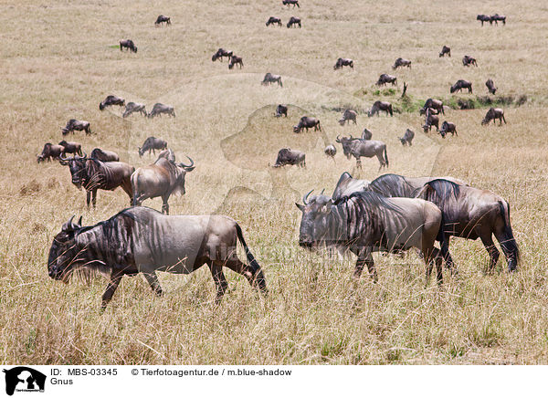 Gnus / MBS-03345