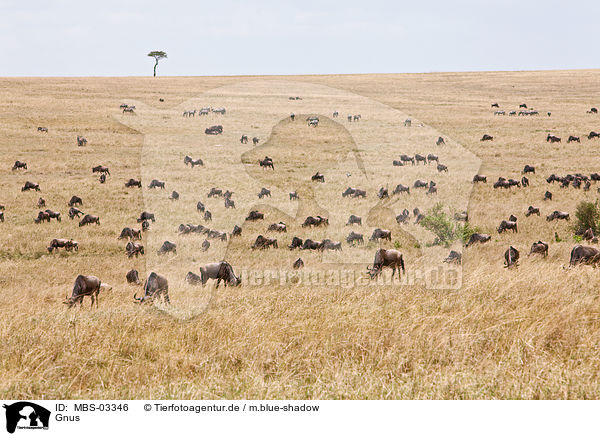 Gnus / wildebeests / MBS-03346