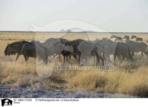 Gnus / wildebeests / MBS-11448