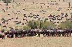 Gnus