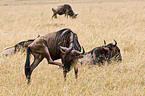 Gnus