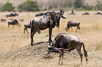 Gnus