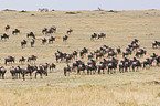 Gnus