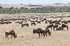 Gnus