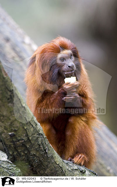 Goldgelbes Lwenffchen / golden lion tamarin / WS-02043