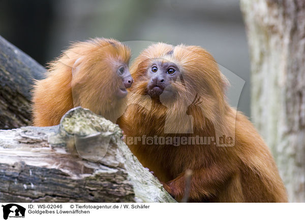 Goldgelbes Lwenffchen / golden lion tamarin / WS-02046