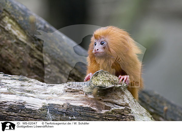 Goldgelbes Lwenffchen / golden lion tamarin / WS-02047