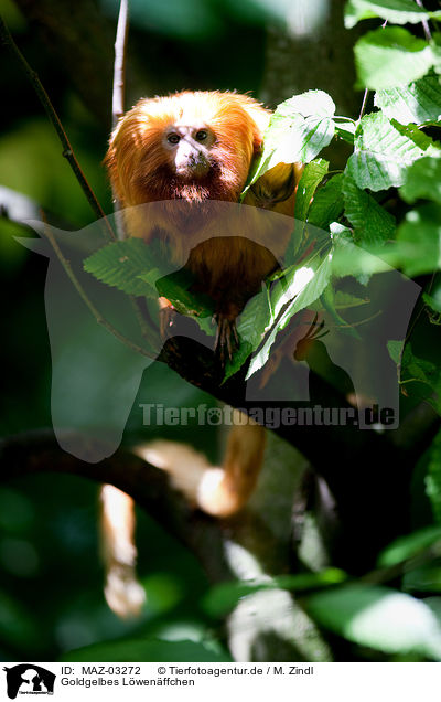 Goldgelbes Lwenffchen / golden lion tamarin / MAZ-03272