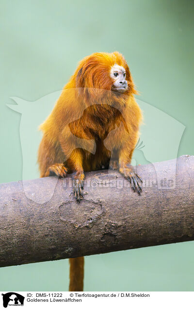 Goldenes Lwenffchen / Golden marmoset / DMS-11222