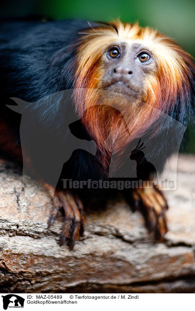 Goldkopflwenffchen / golden-headed lion tamarin / MAZ-05489