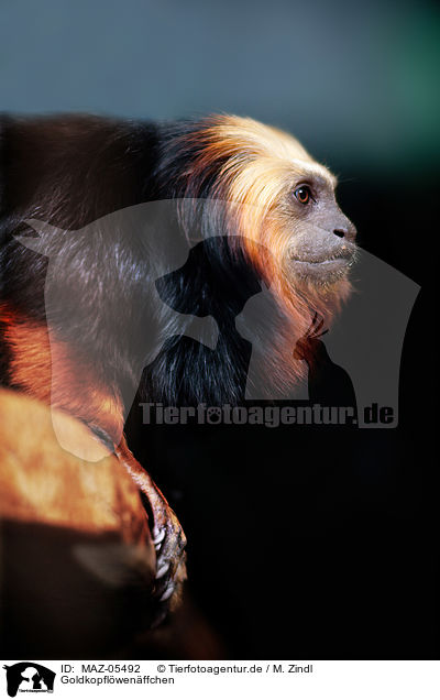 Goldkopflwenffchen / golden-headed lion tamarin / MAZ-05492