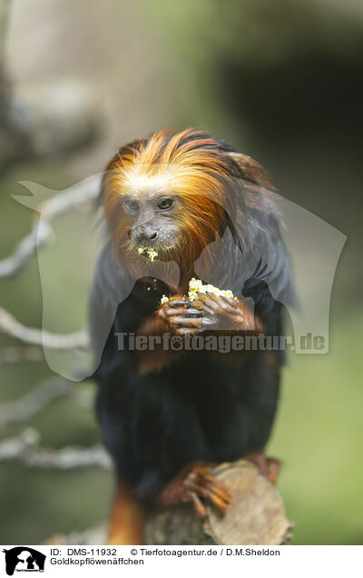 Goldkopflwenffchen / golden-headed lion tamarin / DMS-11932