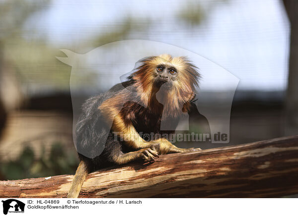 Goldkopfl�wen�ffchen / golden-headed lion tamarin / HL-04869