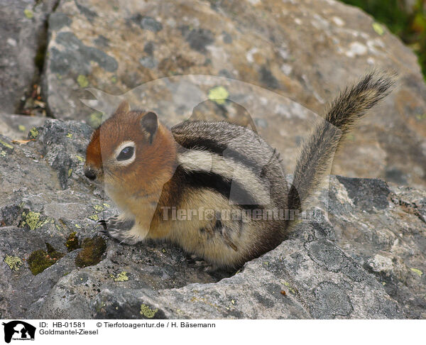 Goldmantel-Ziesel / HB-01581
