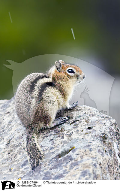 Goldmantel-Ziesel / golden-mantled ground squirrel / MBS-07964