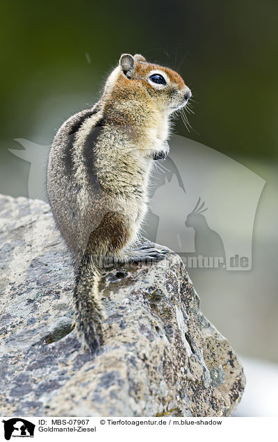 Goldmantel-Ziesel / golden-mantled ground squirrel / MBS-07967