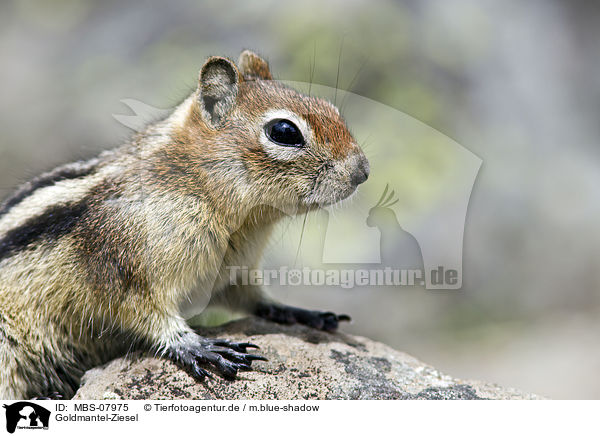 Goldmantel-Ziesel / MBS-07975