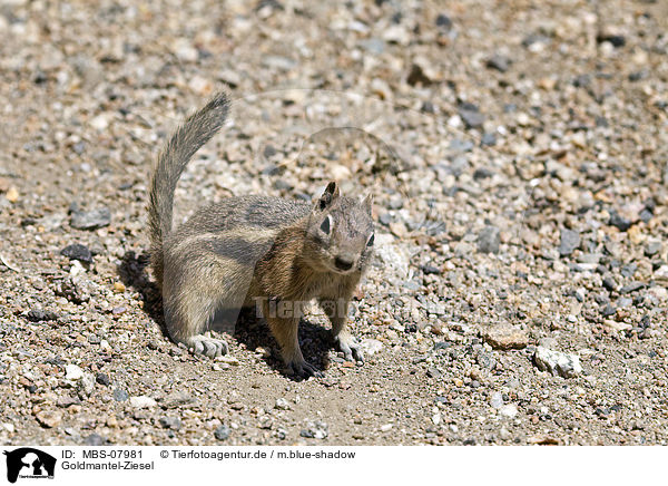 Goldmantel-Ziesel / MBS-07981
