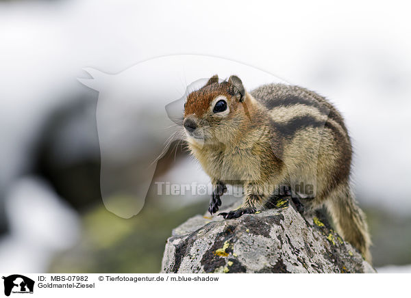 Goldmantel-Ziesel / MBS-07982
