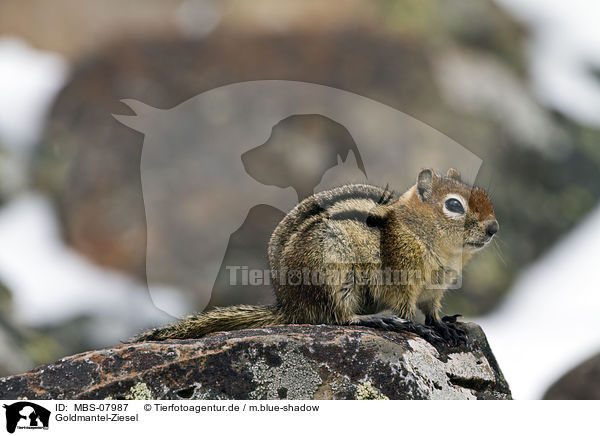 Goldmantel-Ziesel / golden-mantled ground squirrel / MBS-07987