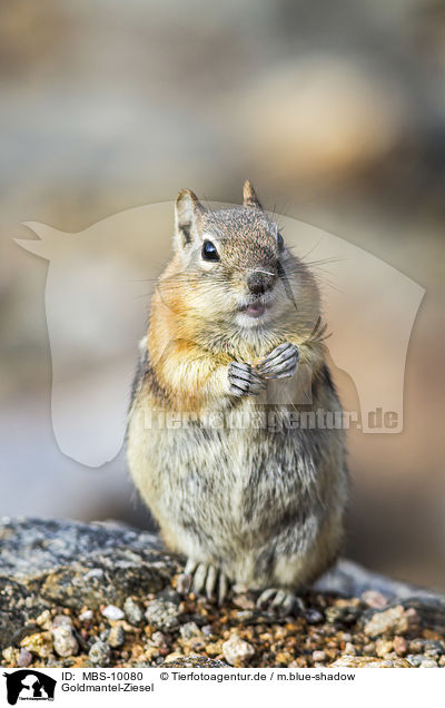 Goldmantel-Ziesel / golden-mantled ground squirrel / MBS-10080