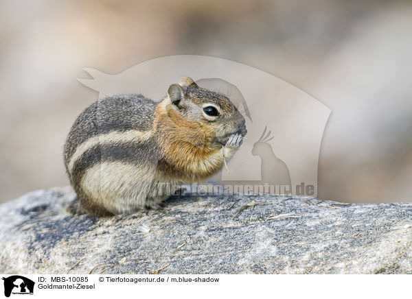 Goldmantel-Ziesel / golden-mantled ground squirrel / MBS-10085