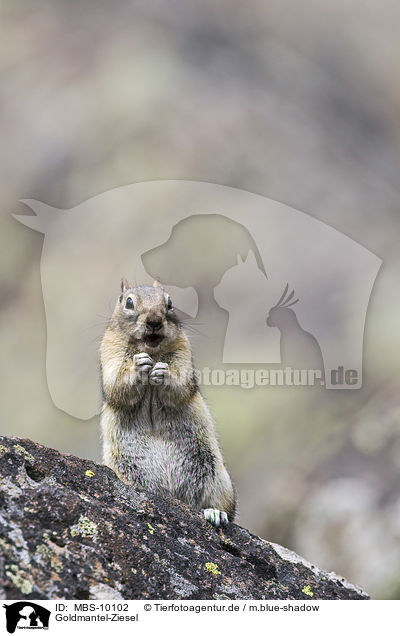 Goldmantel-Ziesel / golden-mantled ground squirrel / MBS-10102