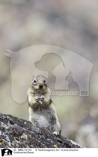 Goldmantel-Ziesel / golden-mantled ground squirrel / MBS-10103