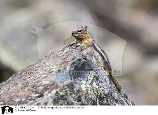 Goldmantel-Ziesel / golden-mantled ground squirrel / MBS-10104